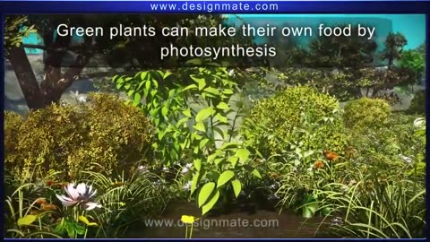 Science Lecture 1: Photosynthesis