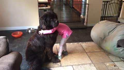 Newfoundland learns how to sit for hugs