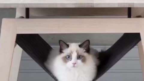 Videos Cat Funny