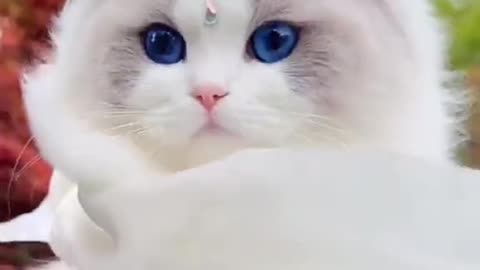 World cutest catten.