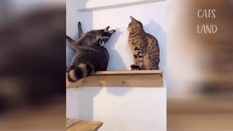 BEST FUNNY CATS