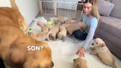 Inexperienced Dog Dad Learns To Parent His Puppies