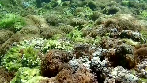 New technique could help head off coral bleaching