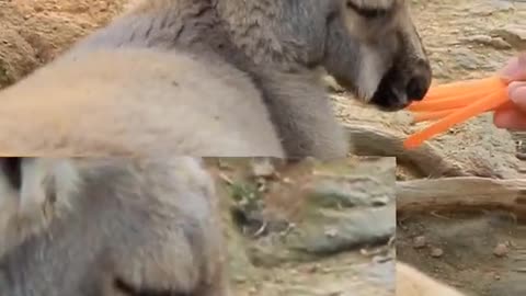 Wallabies daydream about eating # kangaroos
