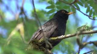 Blackbird songbird
