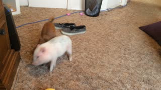 Chihuahua and Mini Pig have epic wrestling battle