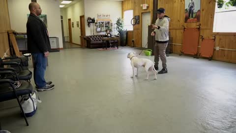 Very reactive pitbull during Leash reactive dog training
