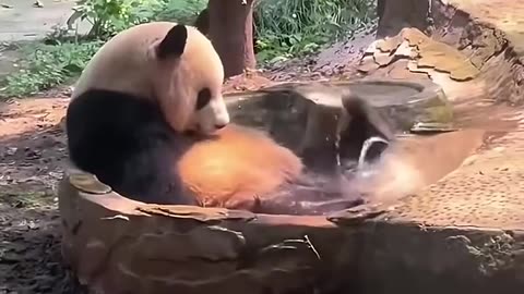 Kung Fu Panda IRL