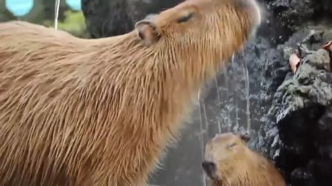 Capybaras Enjoy a Relaxing Soak in Blissful Harmony