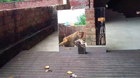 Mirror Vs Monkey 🐒 || funny Animal prank