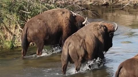 Two Wild Bison Ford a River