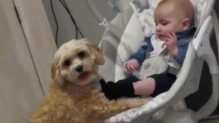 This baby cries in his rocker until the family dog helps push the swing!