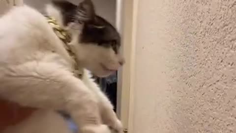 Amusing (Clever) Cats - TikTok Funny Pets