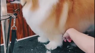 video of adorable dogs at the groomer