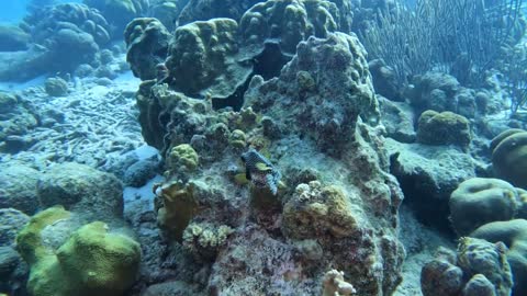 Underwater world La Machaca, Bonaire December 4th 2022
