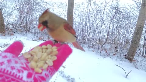 Cardinal Eats Peanuts Out of Woman's Hand