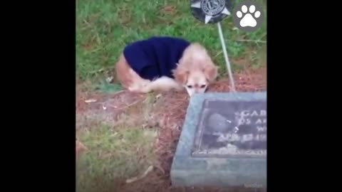 Unconditional Love in Grief: Heartbreaking Moments of Dogs Crying for Their Departed Owners"
