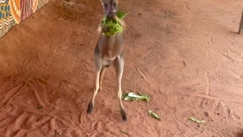 Typhoon the baby kangaroo has been particularly feisty lately 😂