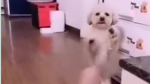 Bright_Funny_Dog____Funny_Dog_Videos_funny angry dog