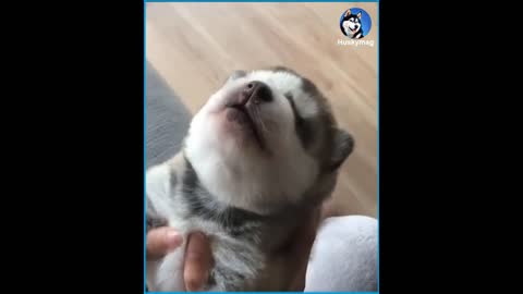 Cute Puppy Howling For the First Time