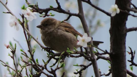 Brown Bird Perched on Tree Branches