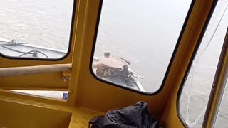 School Boat Rescues Ocelot Struggling to Cross River