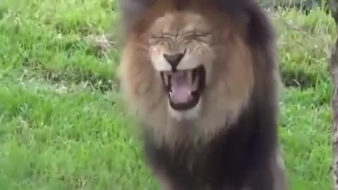 Fake Lion Funny Video