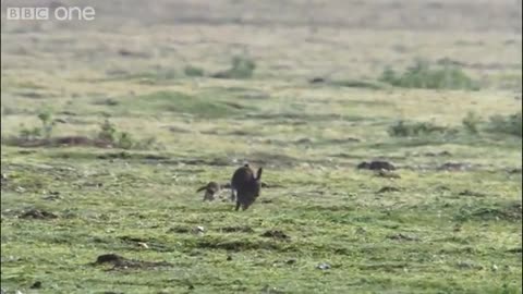 Stoat kills rabbit ten times its size - Life - BBC_Cut