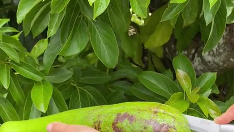 Long Neck Avocados are back☺