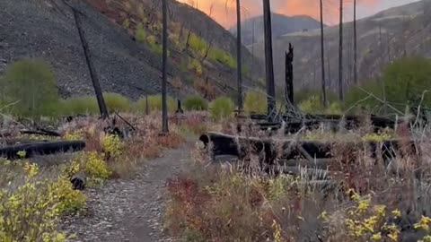 Just a fall stroll in the AB Wilderness.