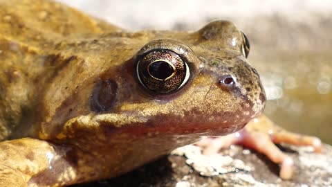 Frogs Animals Amphibian Tropical Rainforest Forest