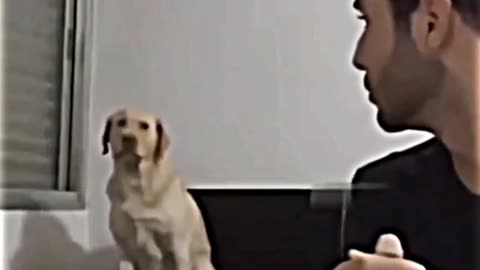 Funny Dogs Behaving Like Humans - Dogs Acting like Humans