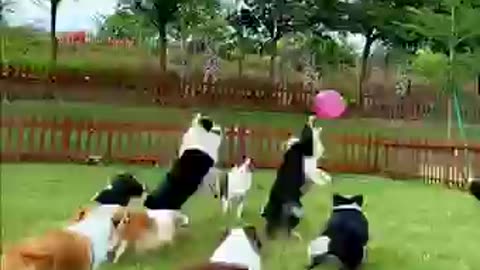 Dogs play ball game