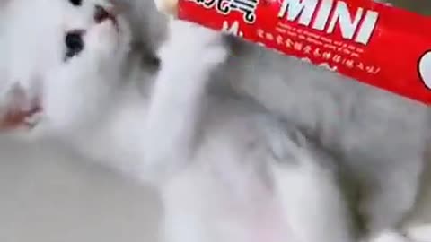 Aww cute cat funny videos videos