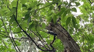 Wood pecker digging out a nest?