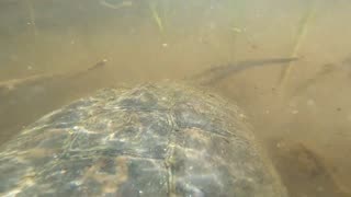 Snapping Turtle