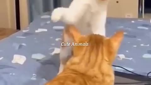 Cute animals