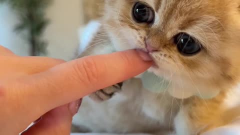 Cute Kitten // Cute animals