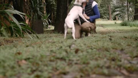 Well behaved dog walks by the camera to her owner outside off leash in slow motion