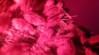 Flock it Farm: Baby quail incubates under a pogeon