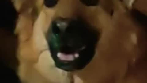 Epic Dog Reaction