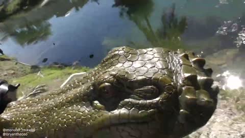 Fake Alligator Prank! Remote Control Alligator Head