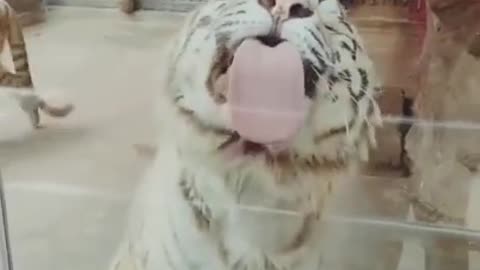 Funny Animal videos Best ever