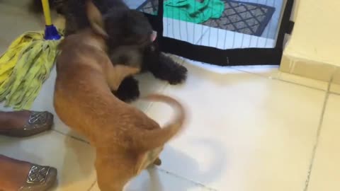 CUTE: BFF Cute Dogs Meet for First Time