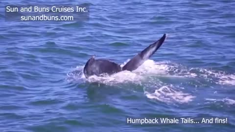 Humpback whale strutting her stuff