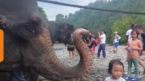 OMG! Elephant is literally Playing with Baby Girl