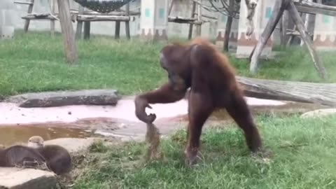 When A naughty ape fear to mongoose 🤣😇