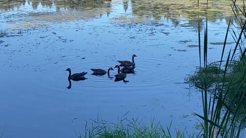 Just Some Geese Chilling