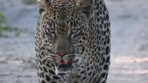 Leopard & Jaguar Attitude status #shorts #short #shortsfeed #youtubeshorts #viral #animals #wildlife