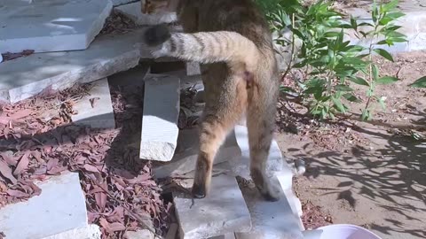 2 street cat viral video